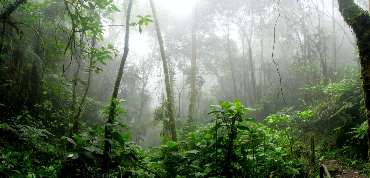 Picture of the Amazon forest