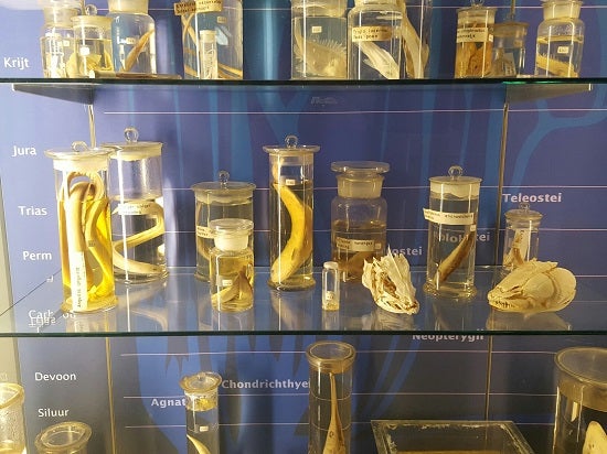 Display case with specimens on formaldehyde