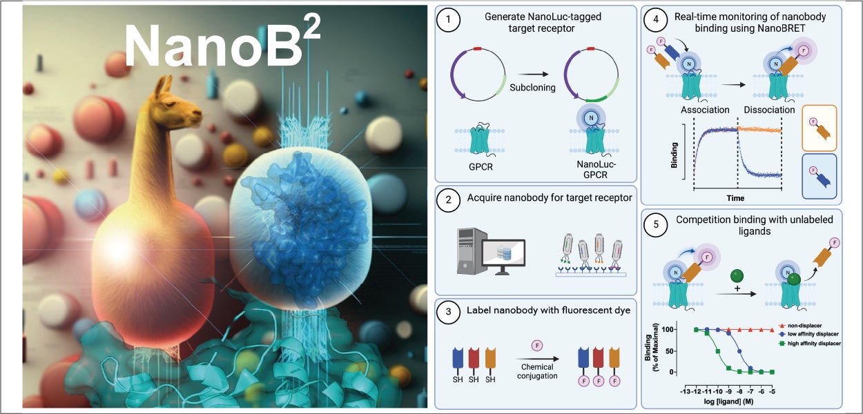 Visual clarification of the NanoB2 (nanobody-NanoBRET) technology developed and published by AIMMS researchers Raimond Heukers, professor Martine Smit, Jelle van den Bor and Nick Bergkamp. The NanoB2 technique allows easy assessment and quantification of ligand binding to different drug targets.