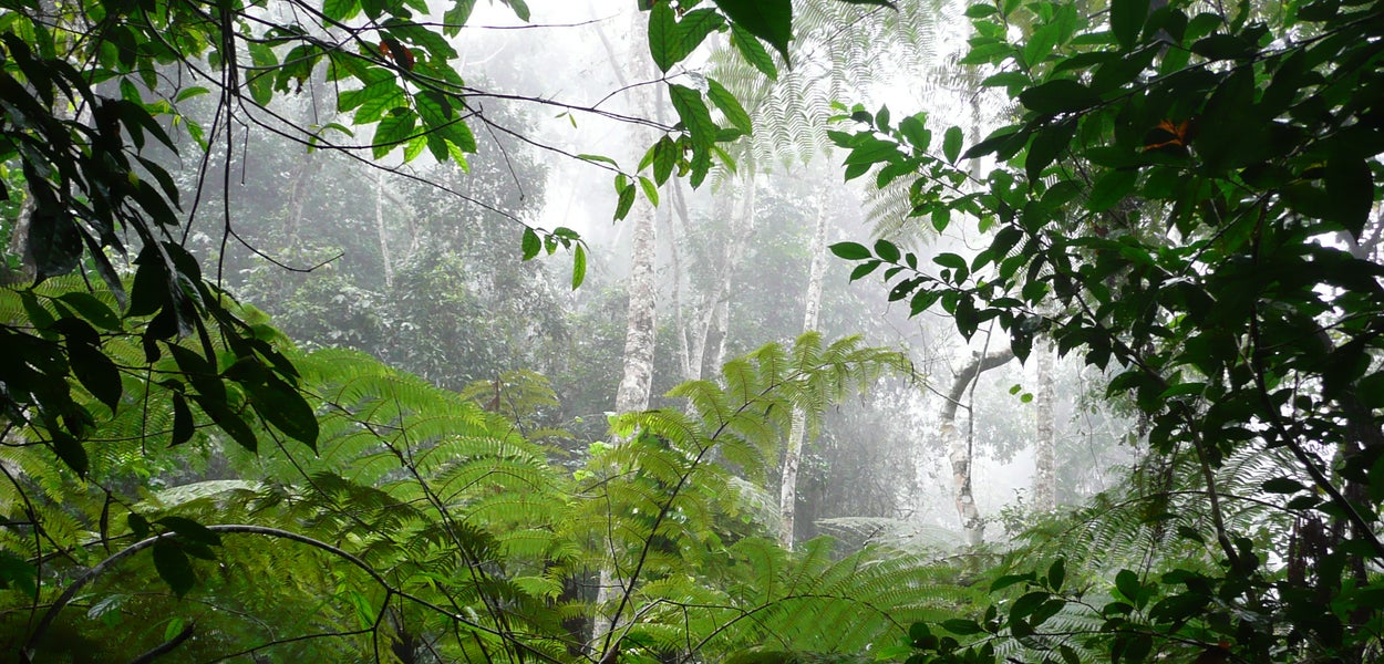 Om waardevolle tropische wouden wereldwijd beschermd te houden moet de lokale bevolking rondom die gebieden financiële steun ontvangen. 