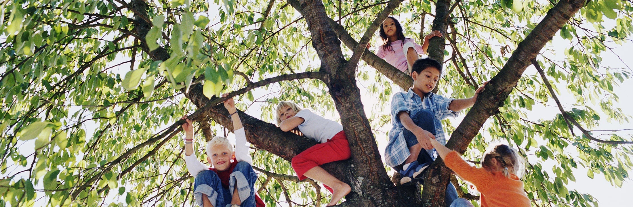 Kinderen klimmen in boom