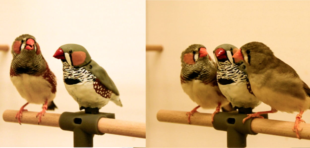 Two pictures of finches standing next to a robot finch 