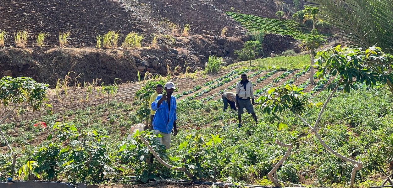 Workers in a field